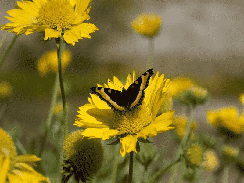 试管促排en试管较好的医院试管怀孕五周反应